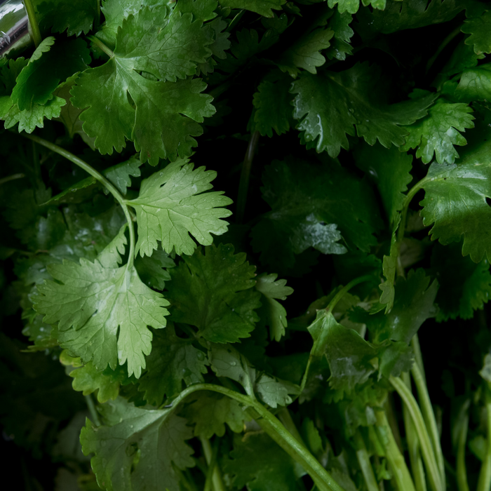 Persil italien - Plant dans un pot de 4 po *Certifié Biologique