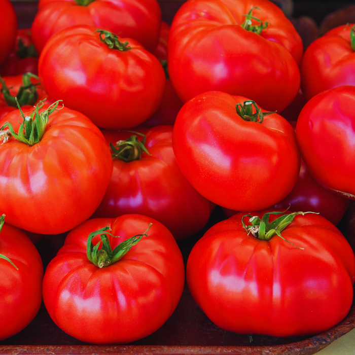 Tomate Big Beef - Plant dans un pot de 6,5 po *Certifié Biologique