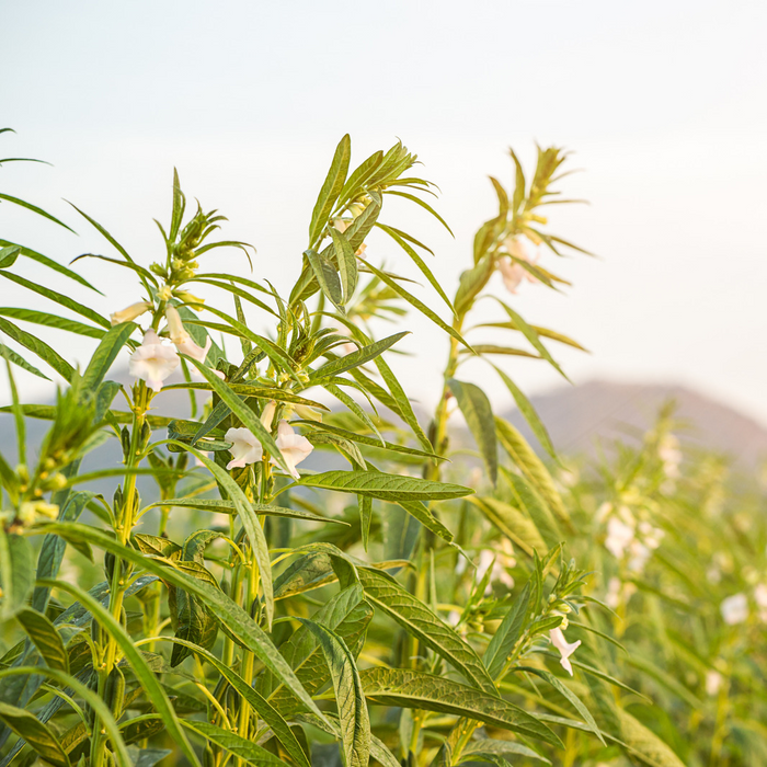 Sésame noir - Plant dans un pot de 4 po *Certifié Biologique