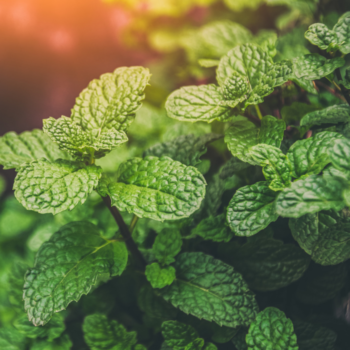 Menthe Mojitos - Plant dans un pot de 4 po *Certifié Biologique