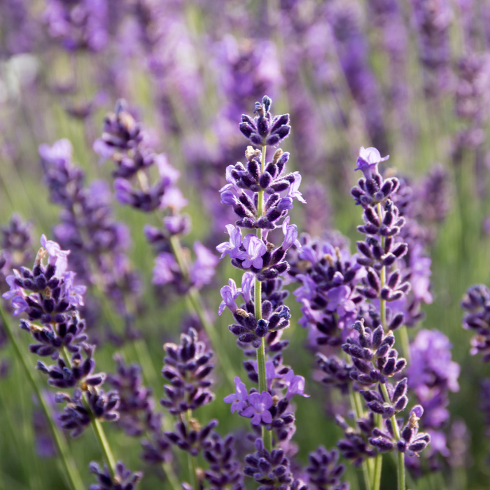 Lavandula angustifolia - Plant dans un pot de 4 po *Certifié Biologique
