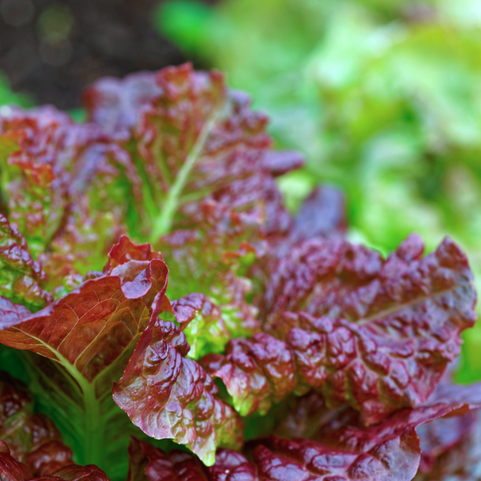 Laitue Frisée rouge Red Sails - Plateau de 6 insertions *Certifié Biologique