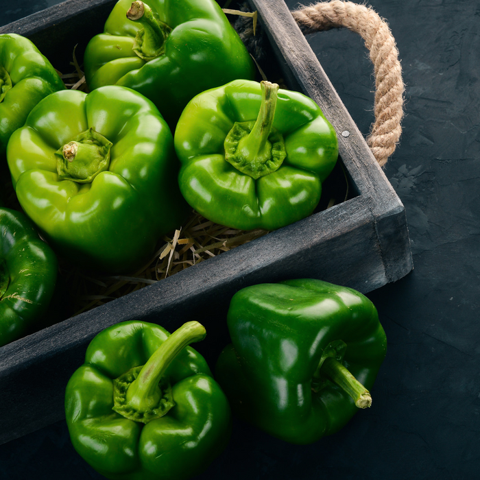 Poivron vert Yankee Bell - Plant dans un pot de 4 po *Certifié Biologique