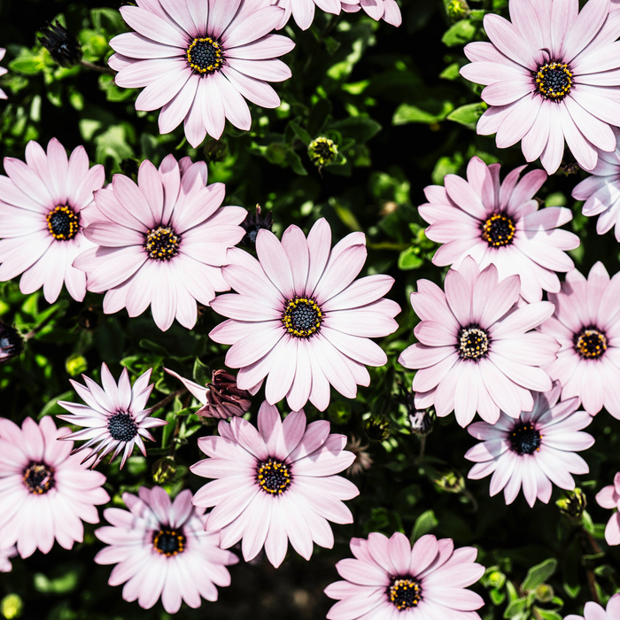 Osteospermum 'Eclipse' - Pot de 5 po
