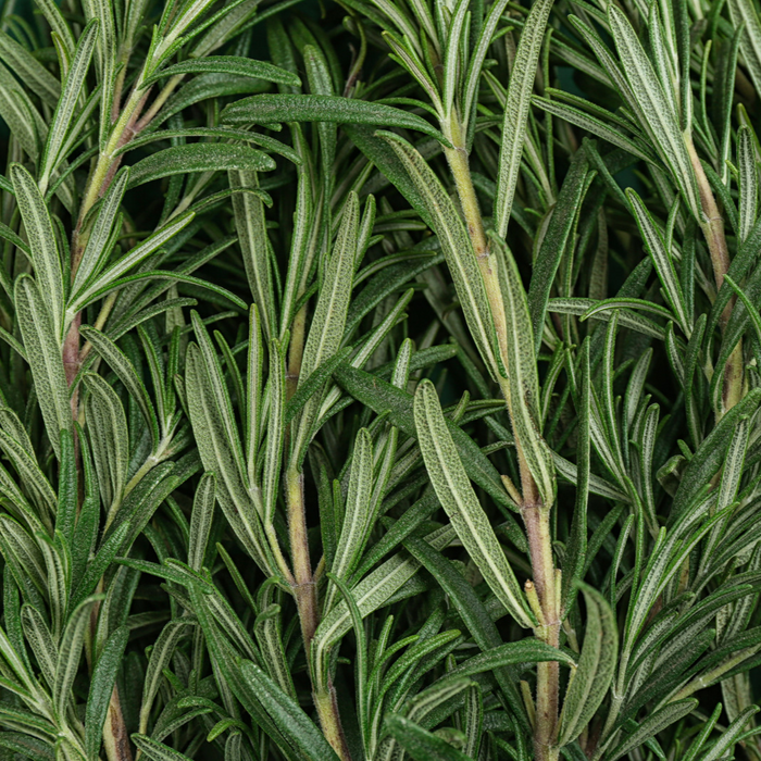 Romarin - Plant dans un pot de 4 po *Certifié Biologique