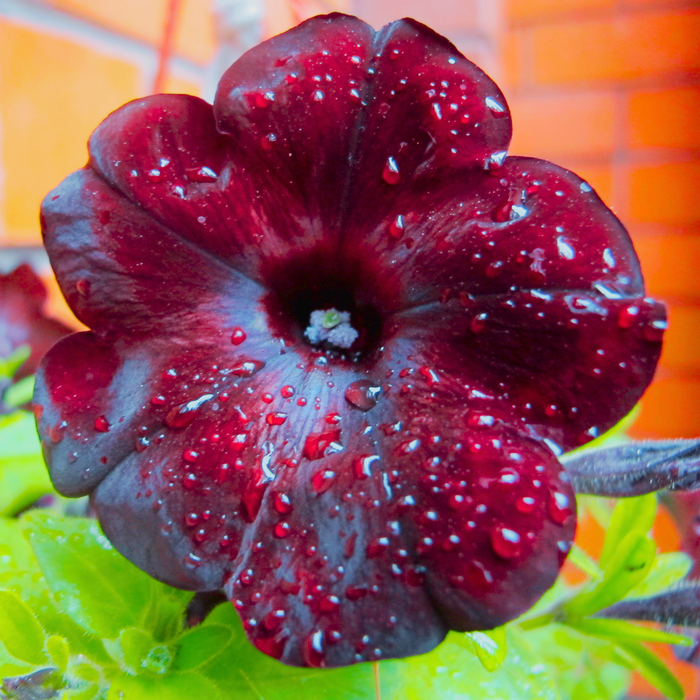Pétunia Bourgogne - Pot de 4 po