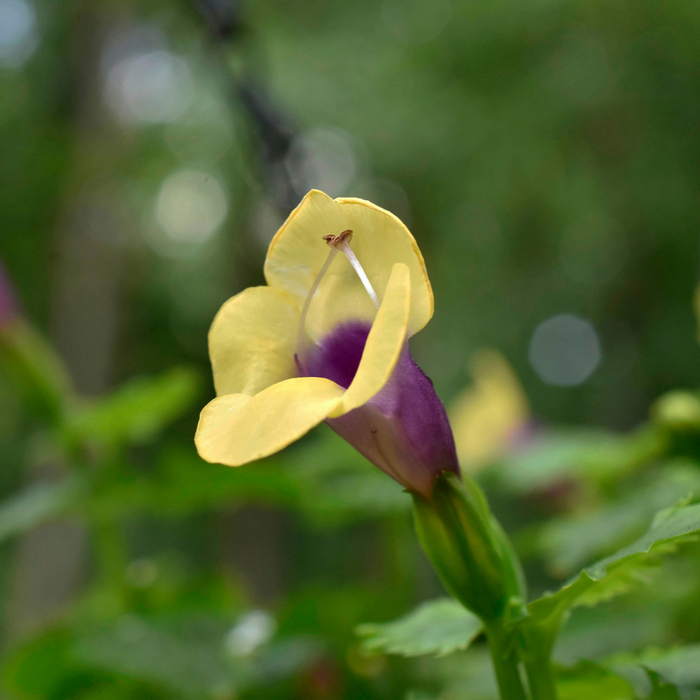 Torenia Jaune - Pot de 4 po