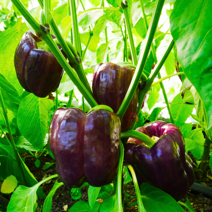 Poivron pourpre Purple Star - Plant dans un pot de 4 po *Certifié Biologique