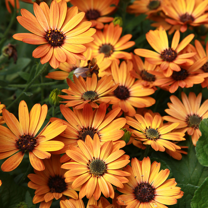 Osteospermum 'Orange Flare' - Pot de 5 po