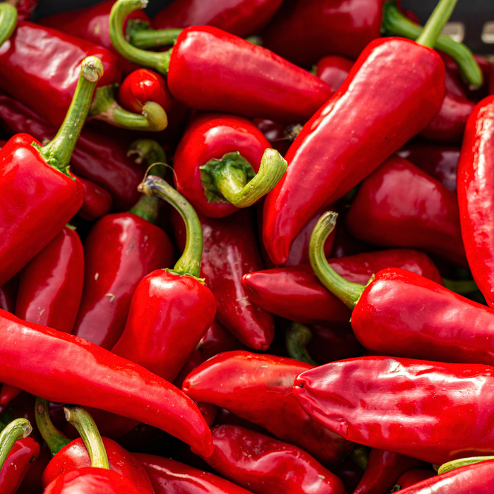Piment Gorria (espelette) - Plant dans un pot de 6,5 po *Certifié Biologique