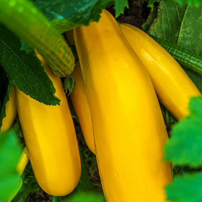 Courge Zucchini jaune Goldy - Plant dans un pot de 4 po *Certifié Biologique