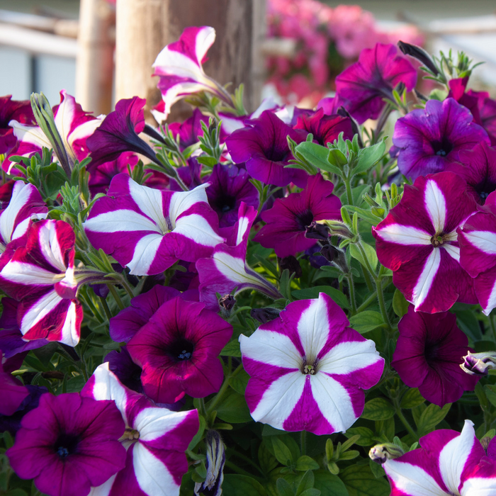 Pétunia Bourgogne Étoilé - Pot de 4 po