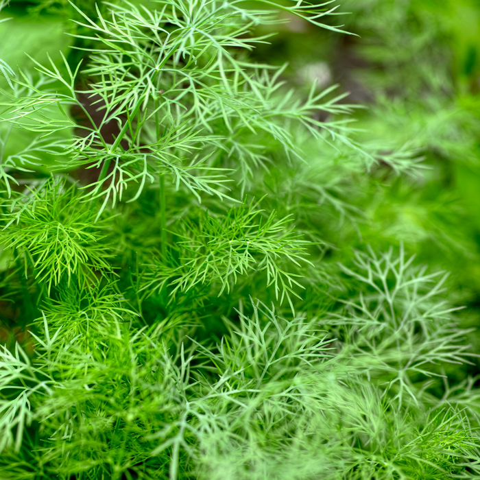 Aneth - Plant dans un pot de 4 po *Certifié Biologique
