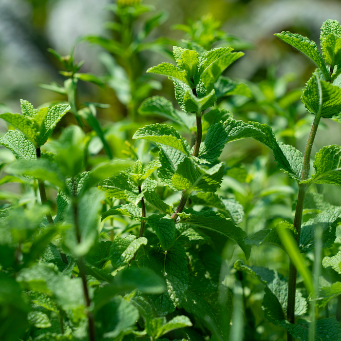 Menthe marocaine - Plant dans un pot de 4 po *Certifié Biologique