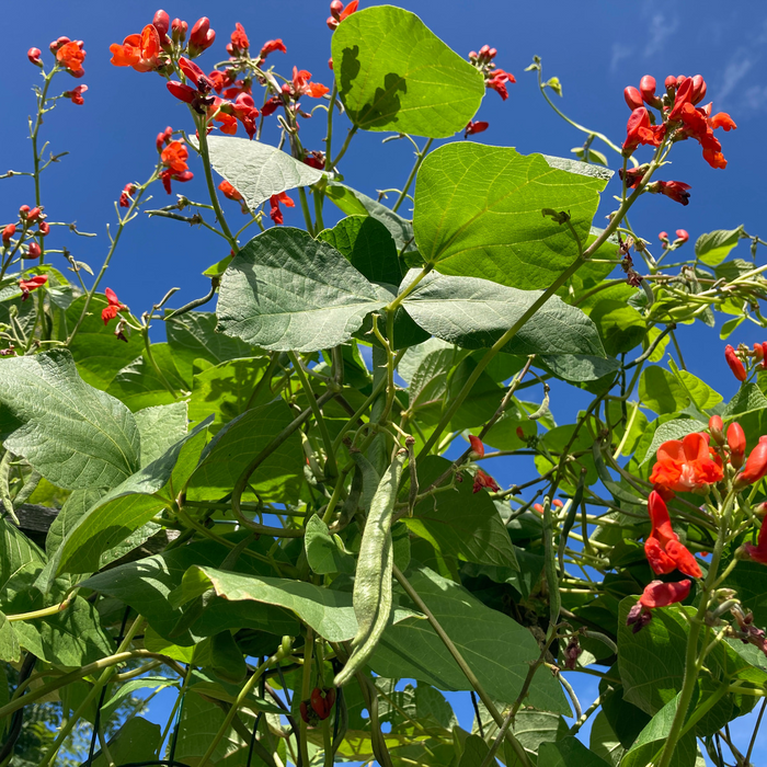 Haricot vert Scarlet Runner - Plant dans un pot de 3 gal. avec tuteur *Certifié Biologique