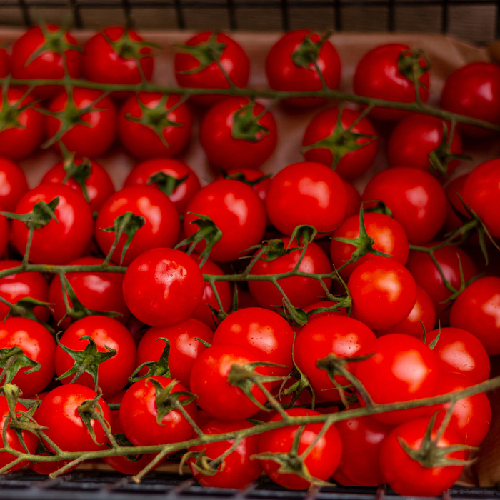 Tomate Sweet 100- Plant dans un pot de 6,5 po *Certifié Biologique
