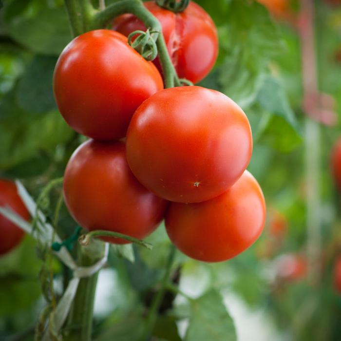 Tomate Méga Fantastique - Plant dans un pot de 6,5 po *Certifié Biologique