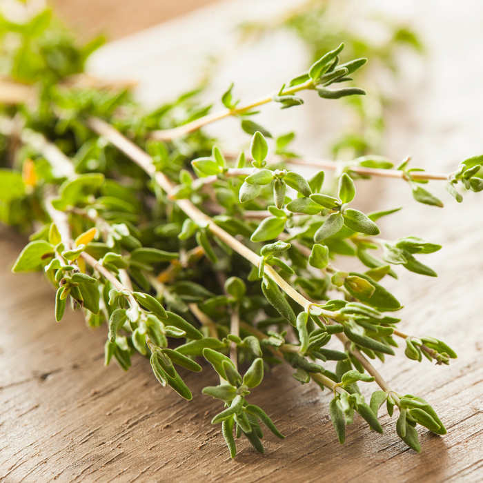 Thym anglais - Plant dans un pot de 4 po *Certifié Biologique