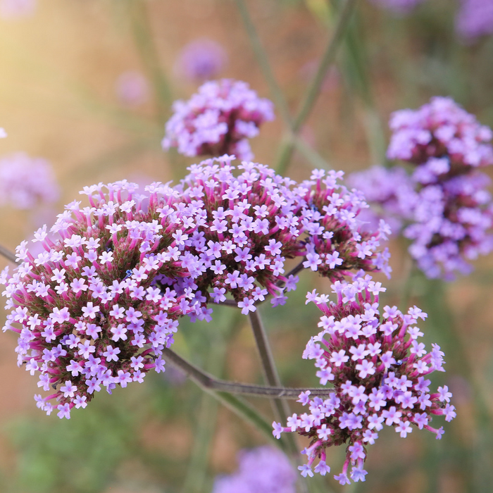 Verveine 'Metor Shower' - Pot de 4 po