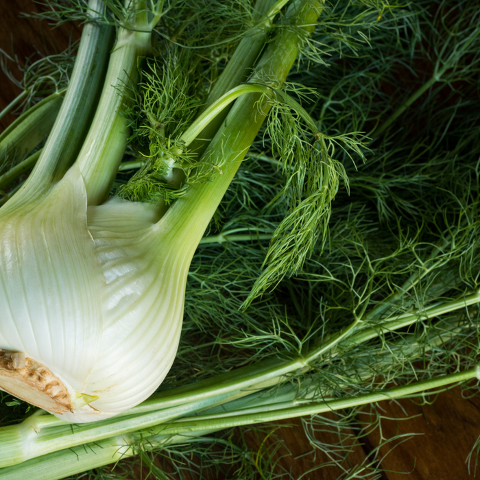 Fenouil - Plant dans un pot de 4 po *Certifié Biologique