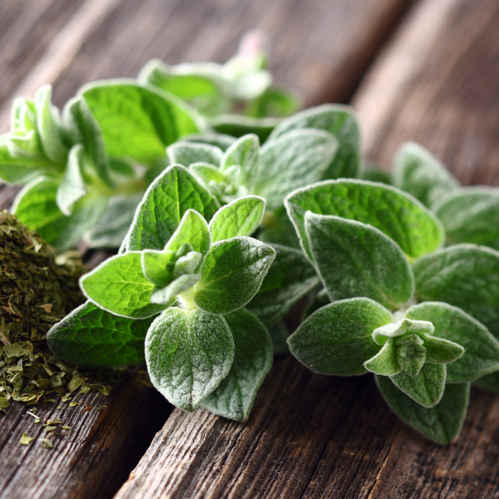 Origan - Plant dans un pot de 4 po *Certifié Biologique