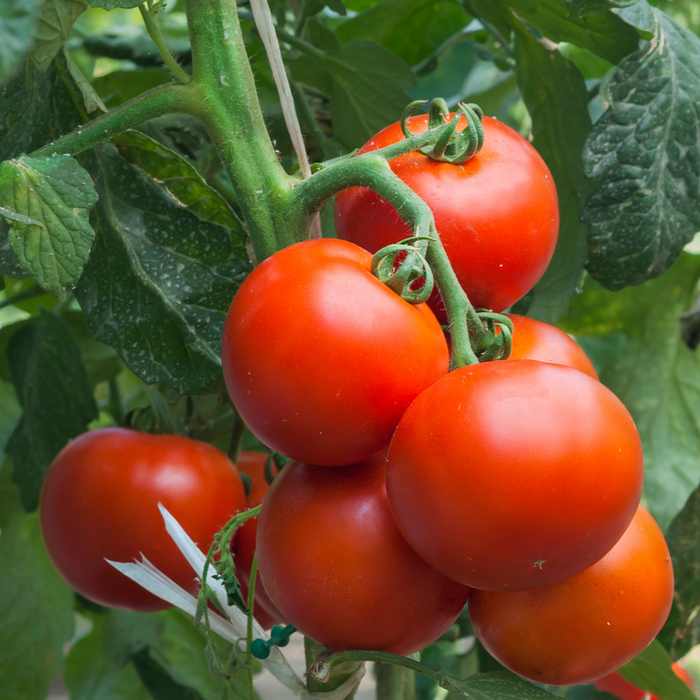 Tomate Monica (italienne) - Plant dans un pot de 4 po *Certifié Biologique