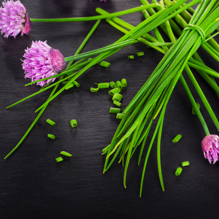 Ciboulette - Plant dans un pot de 4 po *Certifié Biologique