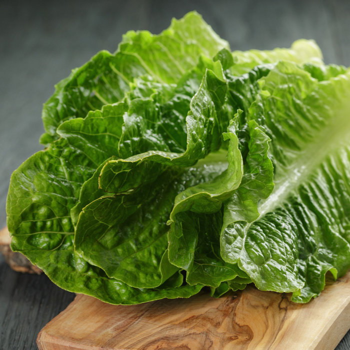 Laitue Romaine verte Coastral - Plateau de 6 insertions *Certifié Biologique