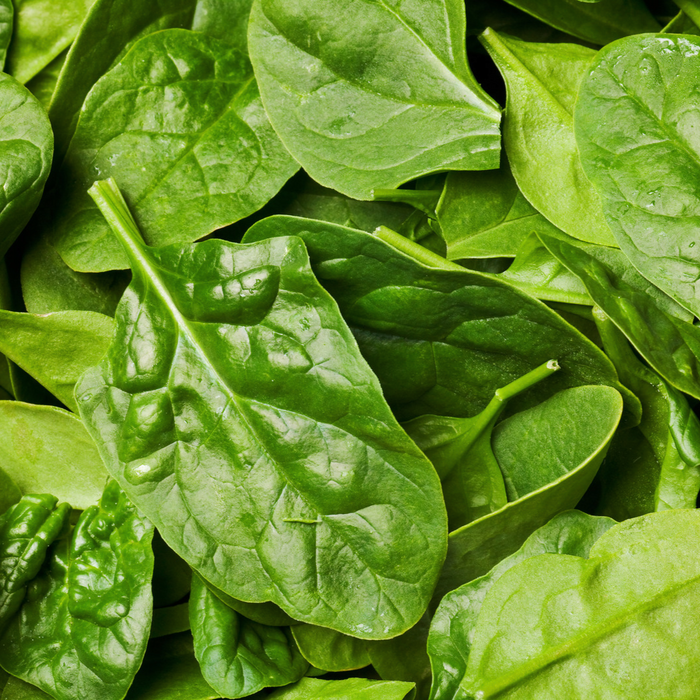 Épinard Acadie  - Plant dans un pot de 4 po *Certifié Biologique