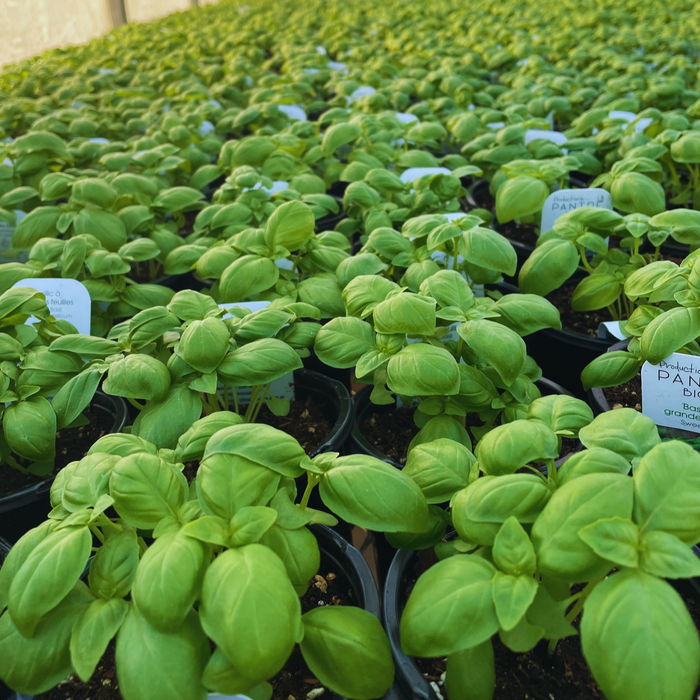 Basilic grande feuille - Plant dans un pot de 6,5 po *Certifié Biologique