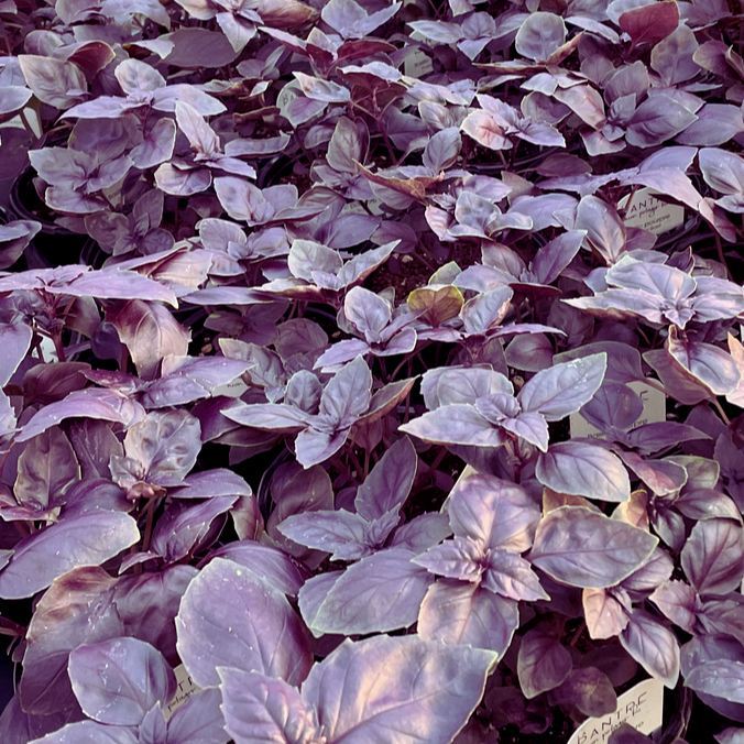 Basilic Pourpre - Plant dans un pot de 4 po *Certifié Biologique