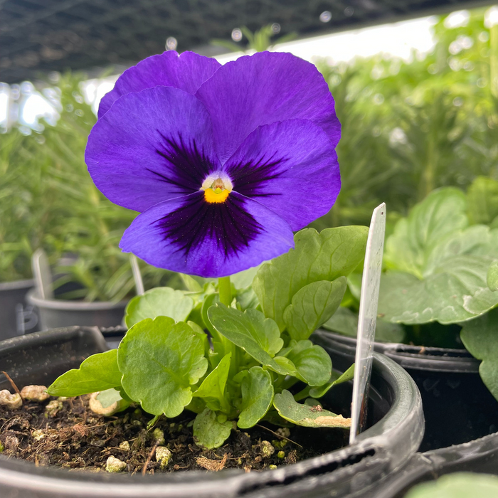 Viola Penny (grosse fleur)  - Plant dans un pot de 4 po *Certifié Biologique