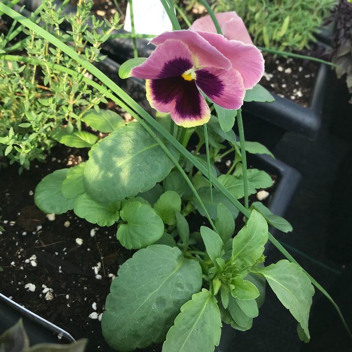 Viola Penny (grosse fleur)  - Plant dans un pot de 4 po *Certifié Biologique