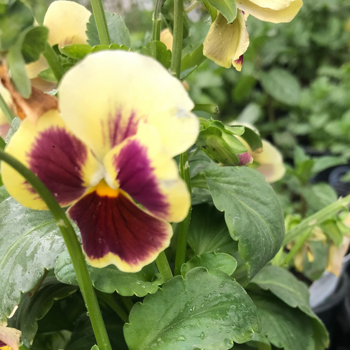 Viola Penny (grosse fleur)  - Plant dans un pot de 4 po *Certifié Biologique