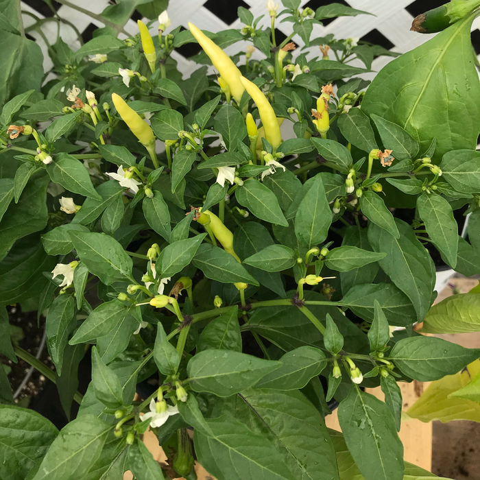 Piment Basket of Fire (patio) - Plant dans un pot de 4 po *Certifié Biologique