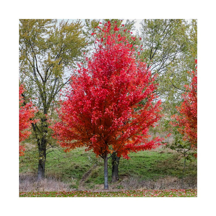 Érable de Freeman 'Autumn Blaze' - Acer freemanii 'Autumn Blaze'