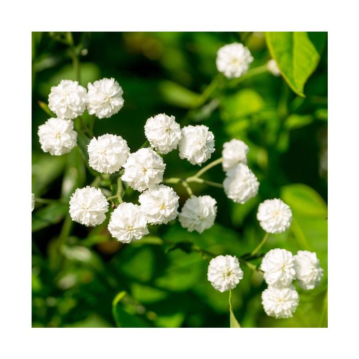 Achillée 'Peter Cottontail' - Achillea 'Peter Cottontail'