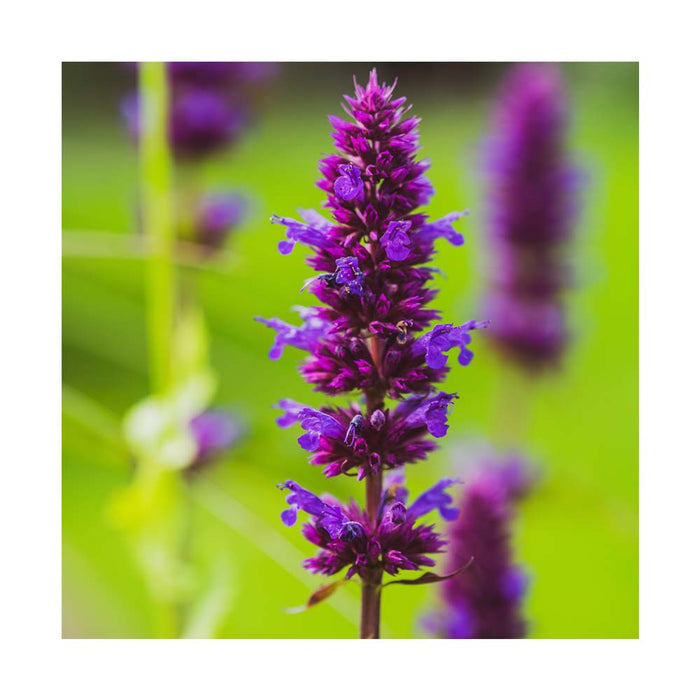 Agastache 'Blue Boa'