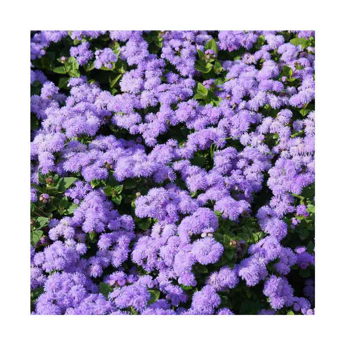 Ageratum 'Artist Blue Violet'- Pot de 4 po