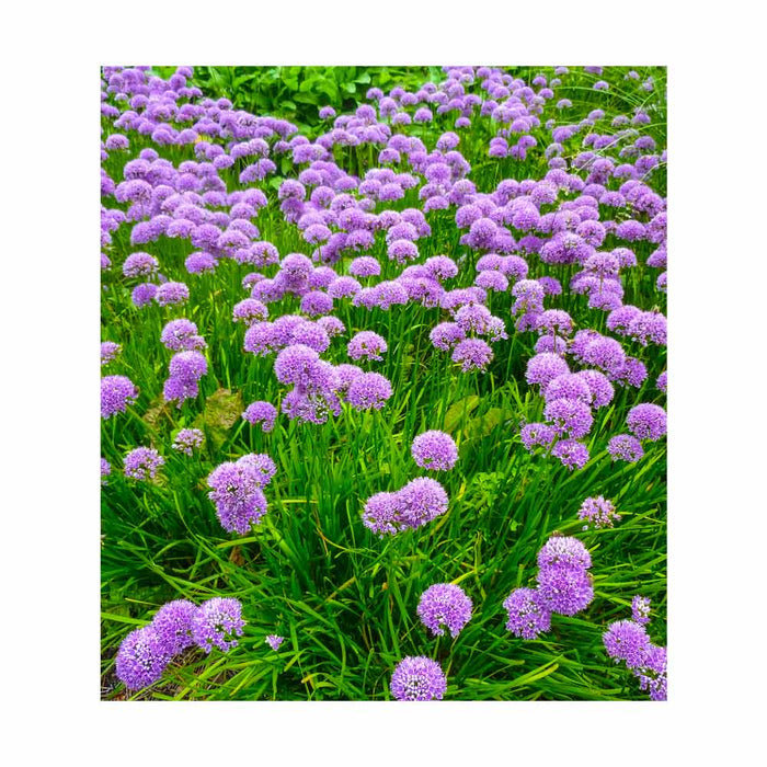 Ail décoratif 'Serendipity' - Allium 'Serendipity'