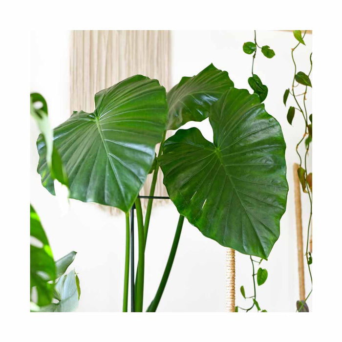 Alocasia Calidora - Pot de 6 po
