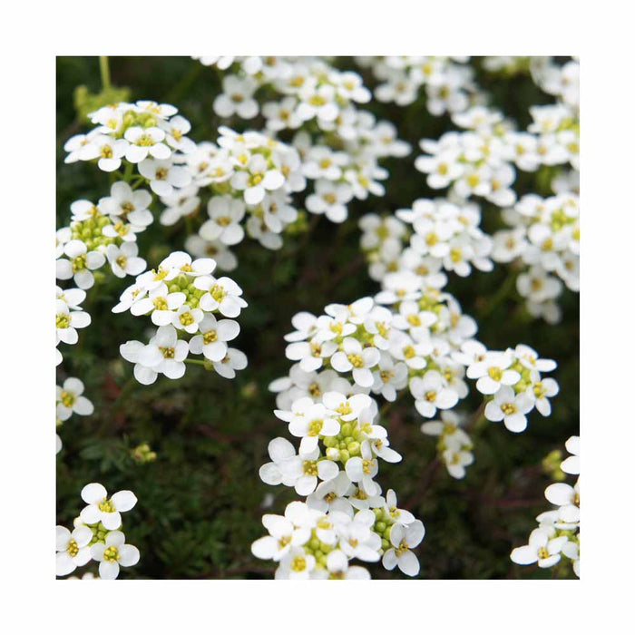 Alyssum 'Clear Crystal' Blanc - Caissette