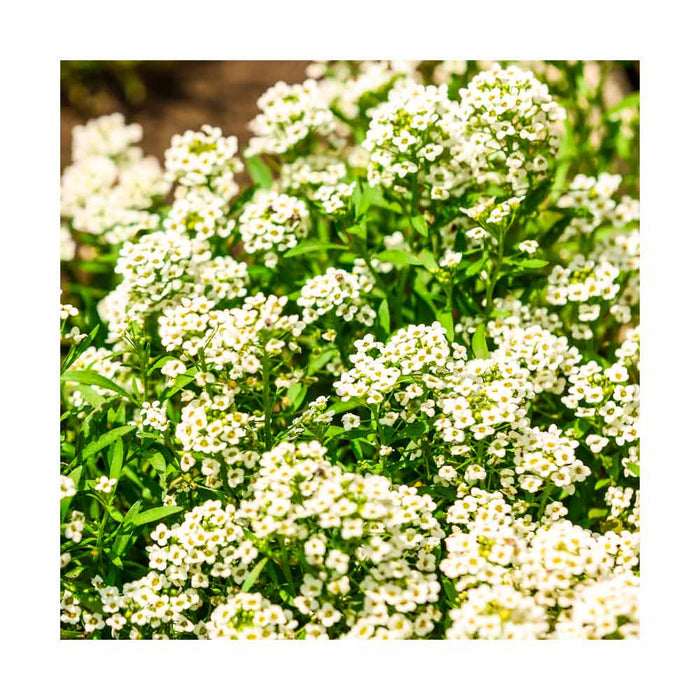 Alyssum 'White Bonnet' - Caissette