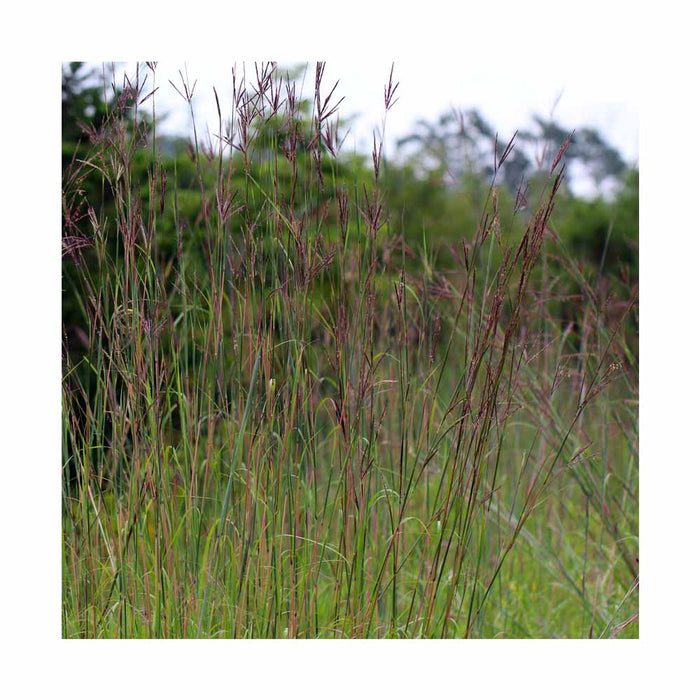 Andropogon gerardii 'Blackhawks'