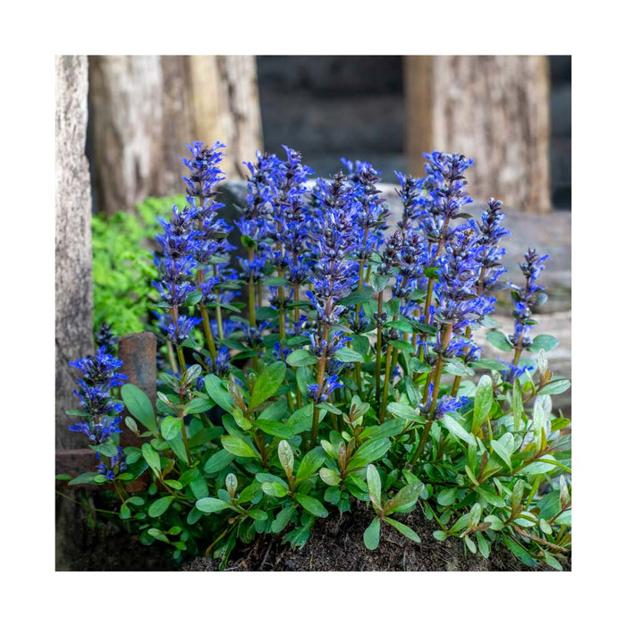 Bugle rampant 'Blueberry Muffin'  - Ajuga reptans 'Blueberry Muffin'