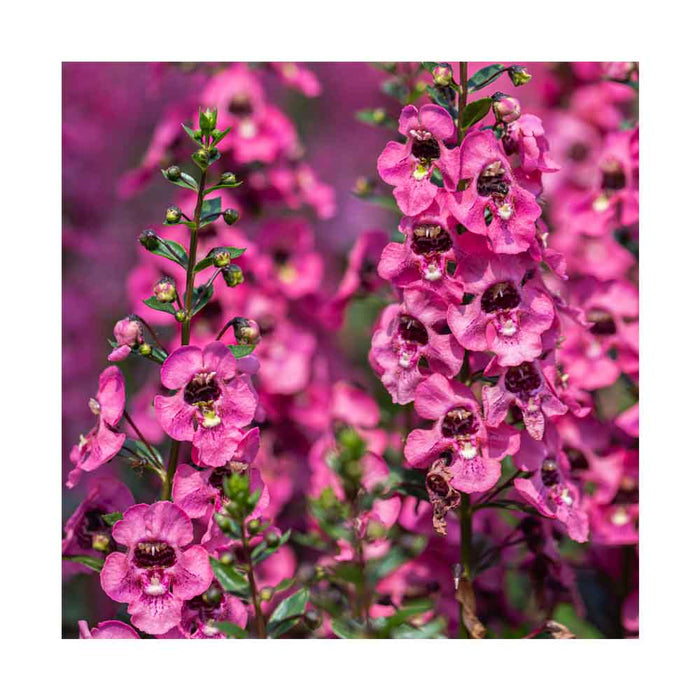 Angélonia 'Serenita Rose'- Pot de 4 po