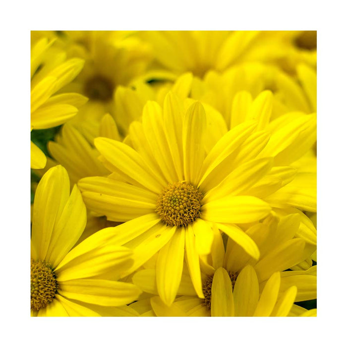 Argyranthemum Jaune - Pot de 4 po