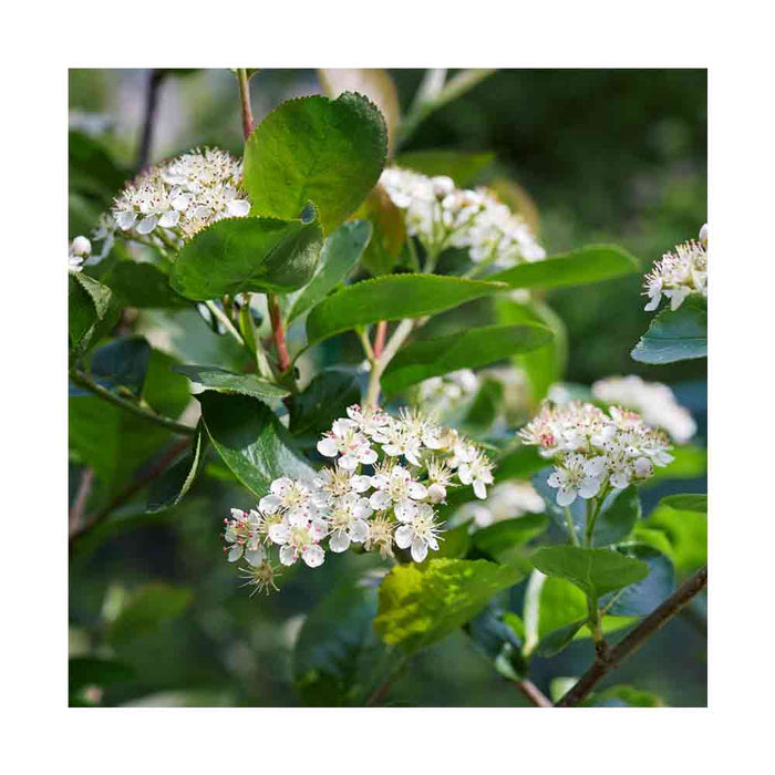 Aronie noire 'Autumn Magic' - Aronia melanocarpa 'Autumn Magic'