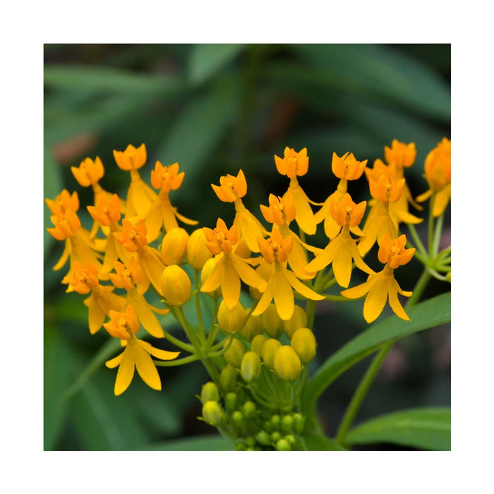 Asclepiade 'Hello Yellow' - Asclepias 'Hello Yellow'