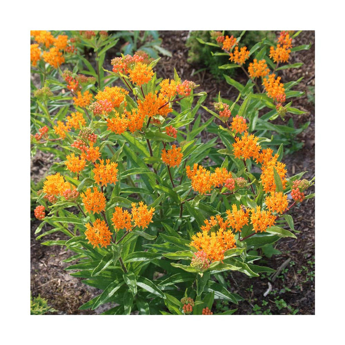 Asclepiade tubéreuse - Asclepias Tuberosa